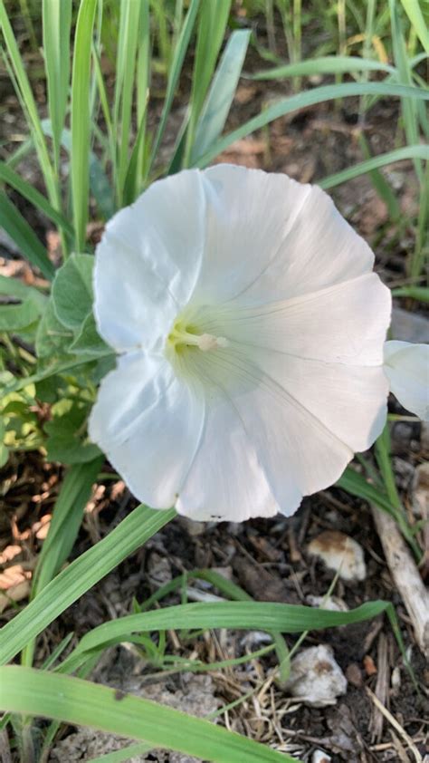 binkdwte|All About Bindweed